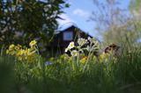 Wiosna w smoszewskim ogrodzie