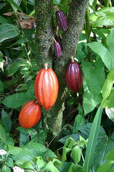 owoce kakaowca