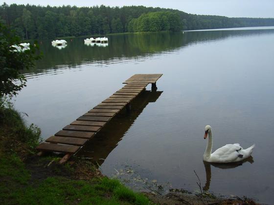 Bory Tucholskie - jezioro Dybrzk