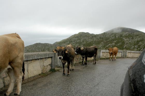 Krowy na drodze do jezior Covadongi