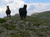 Dzikie konie w przedsionku Pirenejów