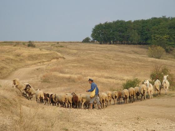 garvanskie owieczki