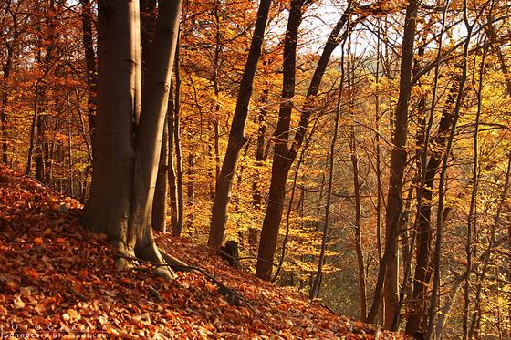 Jesień w lesie Bronaczowa