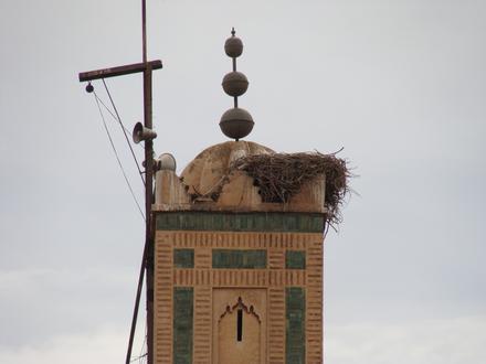 Marakesz, zabytkowy minaret z...bocianim gniazdem 