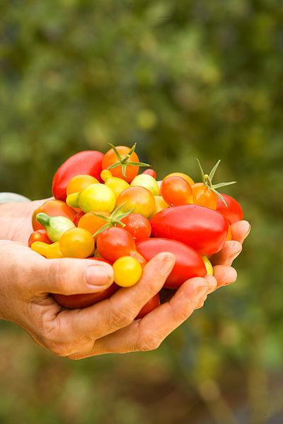 Handfull of tomatoes at Ho Farms in Kahuku, HI