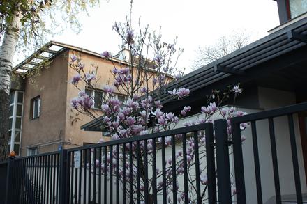 Drzewo magnolii przy ul. Poselskiej