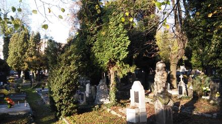 Zabytkowy cmentarz ewangelicki w Białej