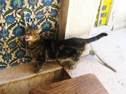 Koty w meczetach to codzienność, są mile widziane i nikt ich nie wypędza. Mężczyźni obmywający stopy puszczają im wodę do picia.