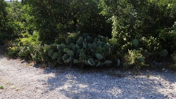Kaktusy w pobliżu parkingu