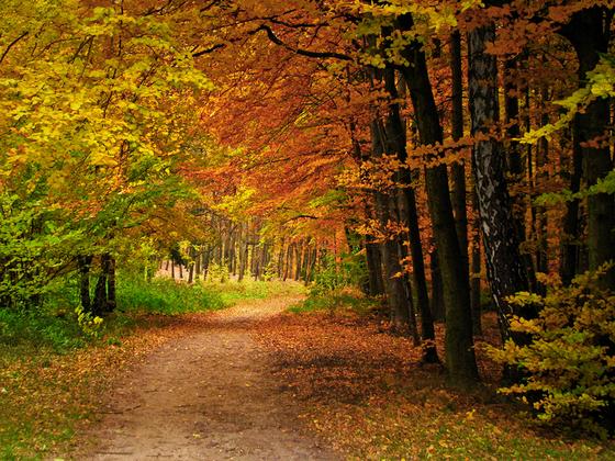 łagiewnicki las jesienią