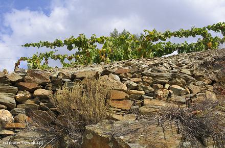 W Douro przeważają łupki i granity. Porto można robić tylko z upraw na stokach łupkowych. Teraz z nich korzystają również wina wytwarzane w sposób naturalny.