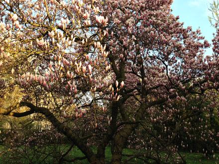 Drzewo magnolii na pewnym podwórku przy ul. Poselskiej