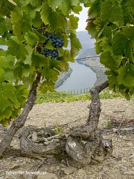 Stare krzewy winorośli nad Douro