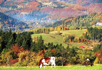Jesień w Beskidzie Śląskim