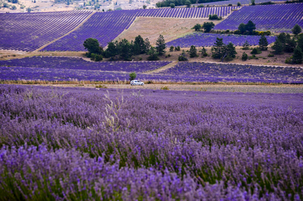 Żródło: http://commons.wikimedia.org/wiki/Category:Lavender_fields_in_Provence?uselang=pl#mediaviewer/File:Lavender_in_Provence.jpg