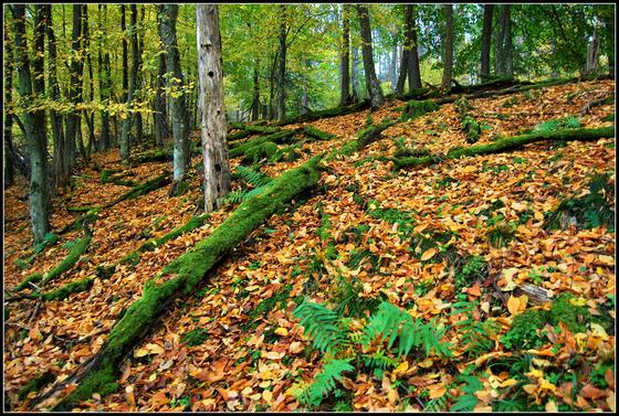 w poszukiwanu jesiennych krajobrazów w Borach Tucholskich