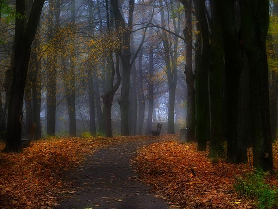 jesienna mgła w lesie łagiewnickim
