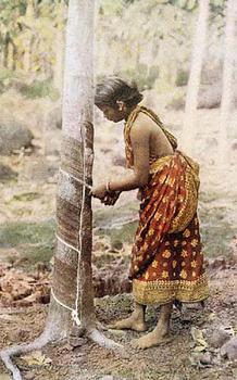 Kobieta nacinająca drzewo kauczukowe w celu pozyskania lateksu.