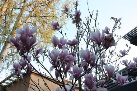 Drzewko magnolii przy ul. Poselskiej
