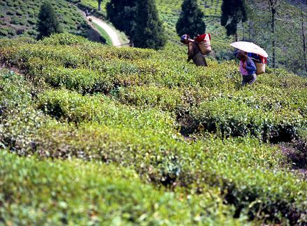 Zbiory herbaty w Darjeeling. Warto tam uciec, jeśli trafimy do Indii latem.
