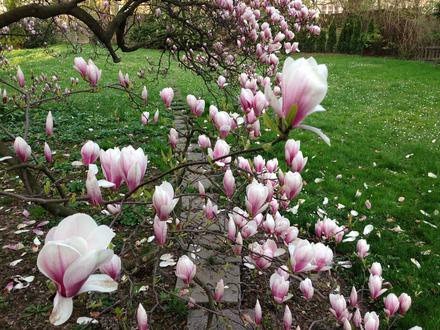 Drzewo magnolii na pewnym podwórku przy ul. Poselskiej