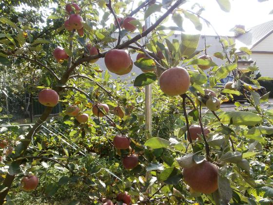 dojrzewające jabłka w słonecznym blasku