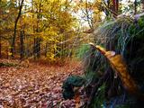 Jesienny las (3)