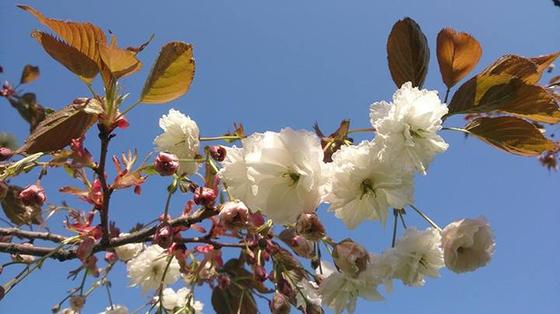 Sakura kwitnąca na Polach Mokotowskich (Alekja Sakurowa)