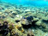 Rafa koralowa w zatoce Akaba