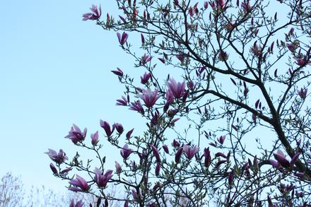 Drzewko magnolii przy ul. Dąbrowieckiej